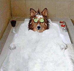 Dog Bath with Cucumber eyes and Wine